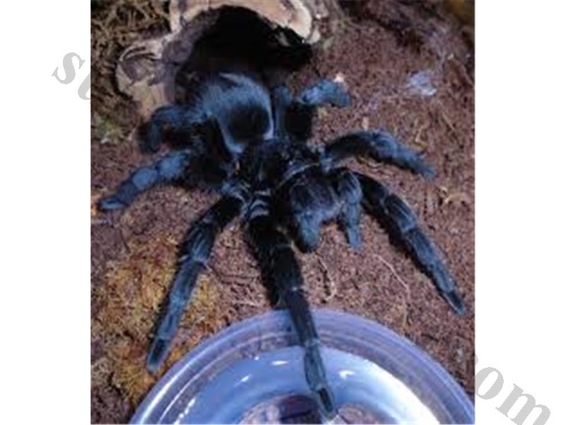 Grammostola Pulchripes mevcuttur 